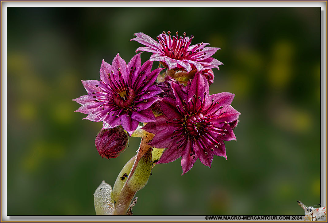 Joubarbes des montagnes